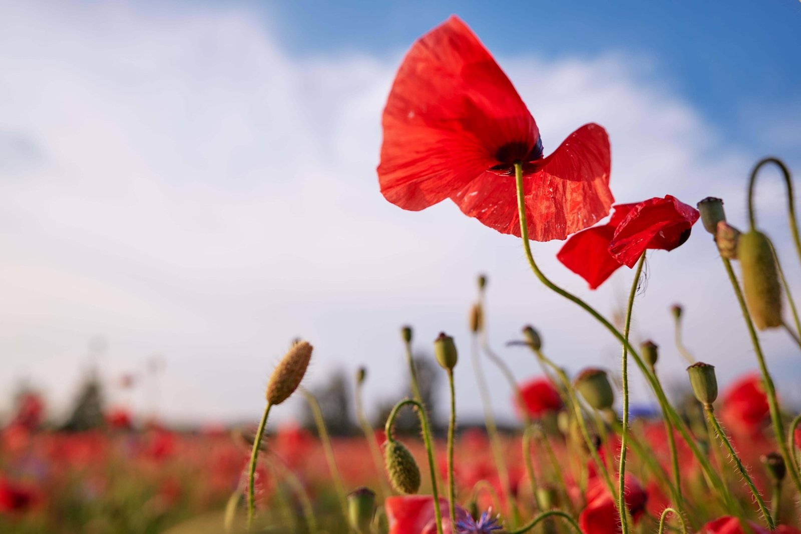 shutterstock_1927624157-min