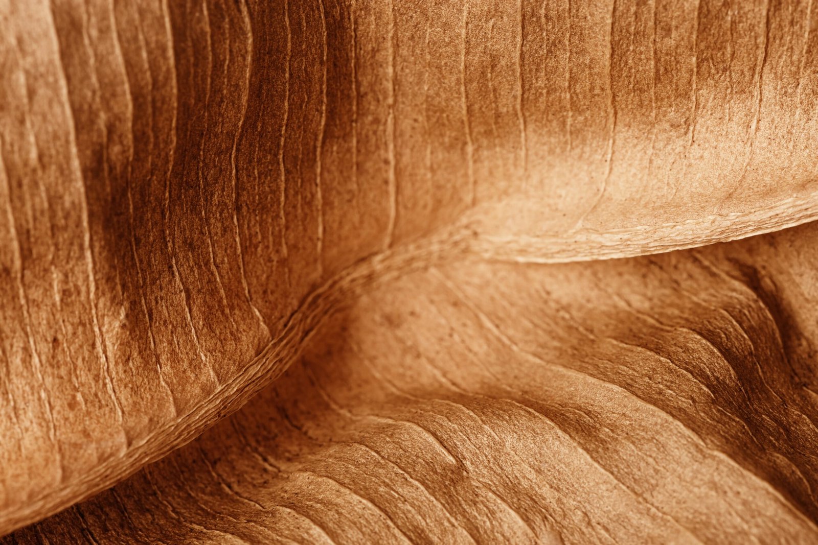 Texture,Of,Dry,Autumn,Leaf,,Macro,Photo,As,Organic,Nature