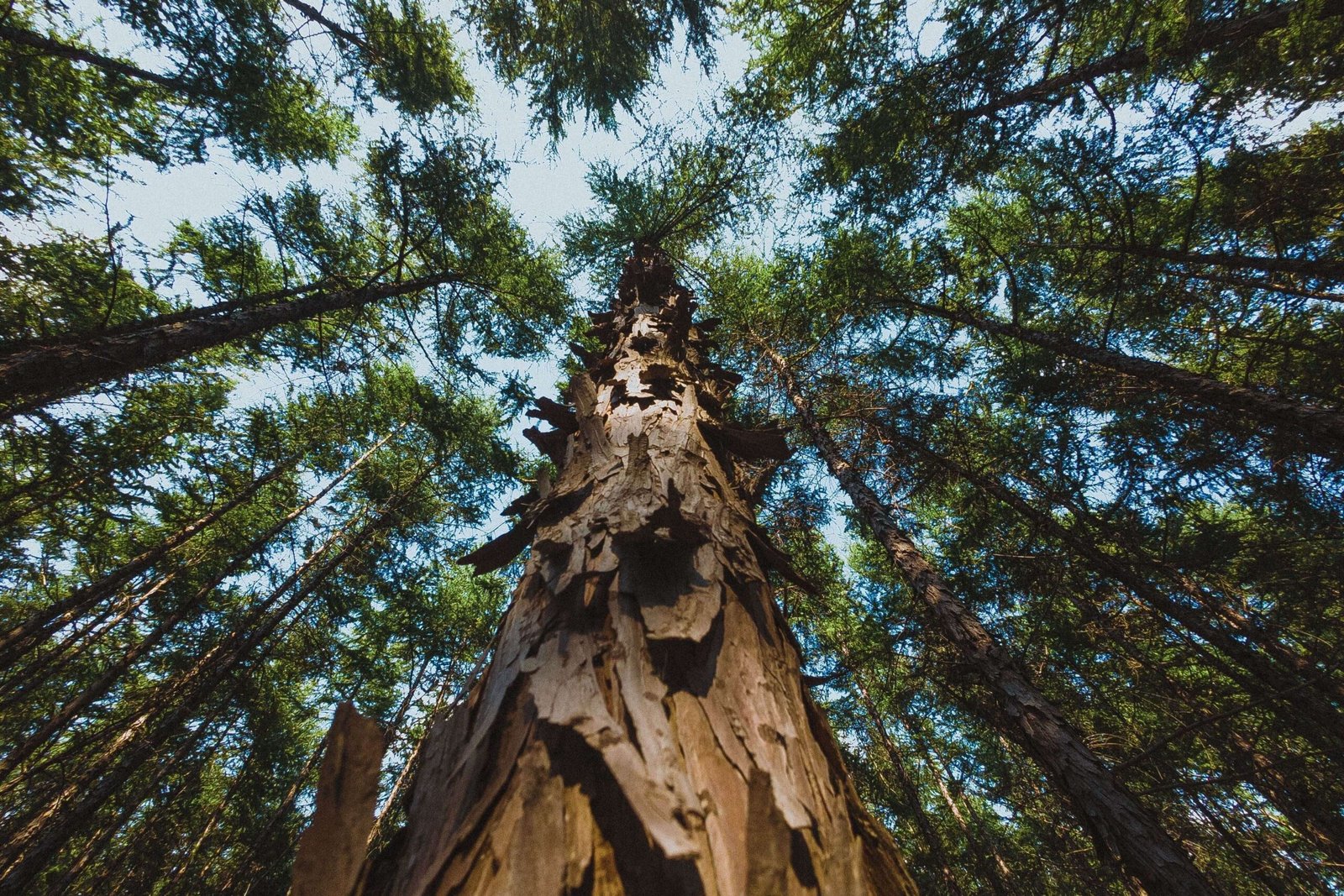 shutterstock_2655430033-min