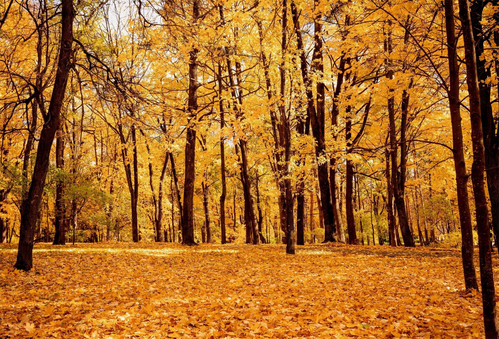 shutterstock_2672859045-min